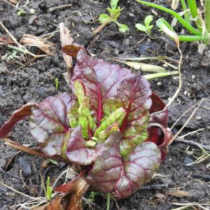 SwissChardLettuceOnion
