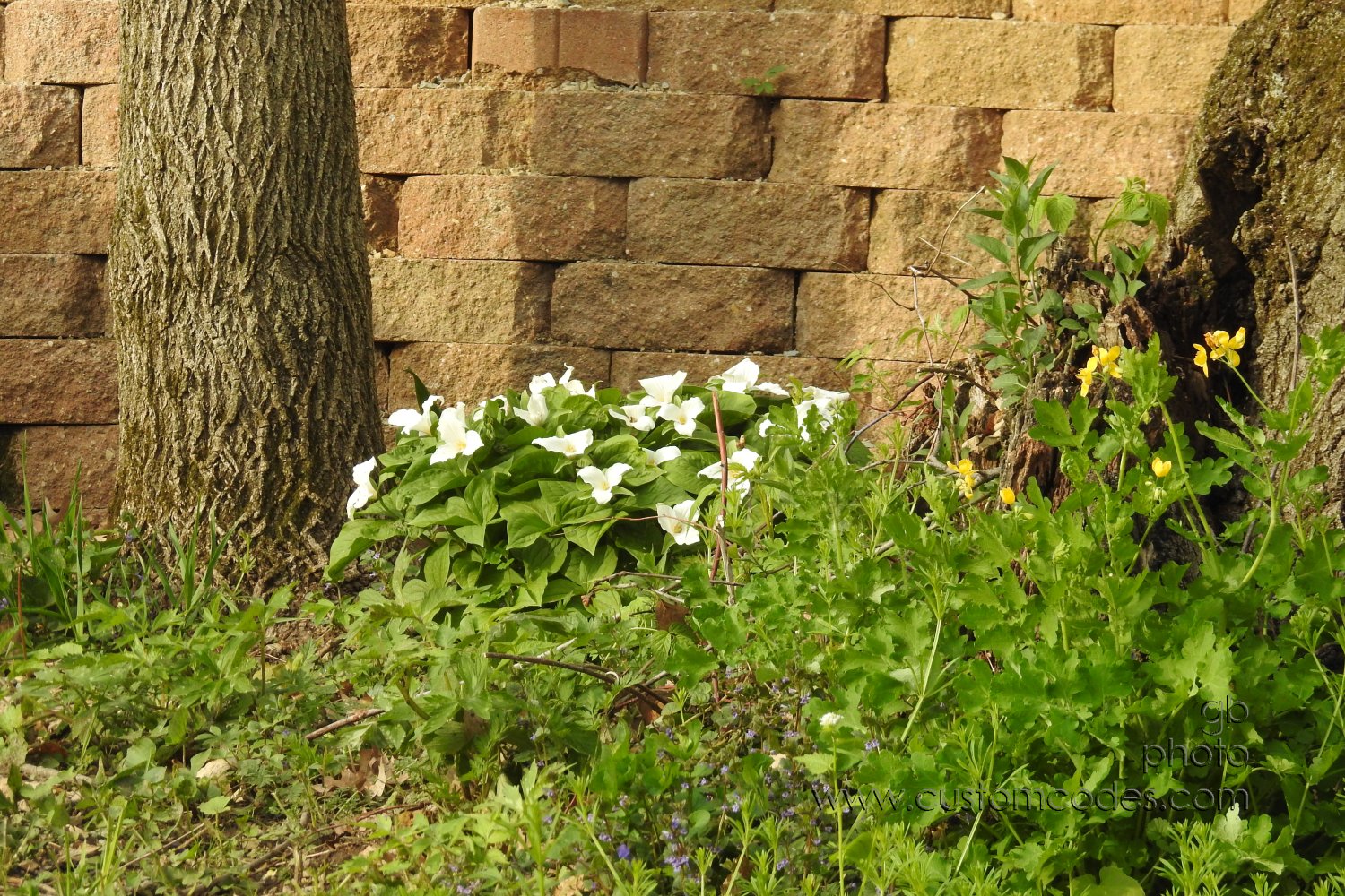 Trillium_20210505