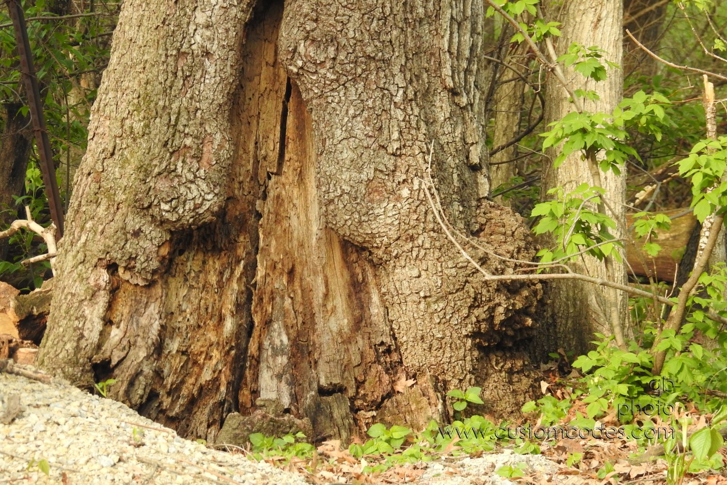 Oak_20210505