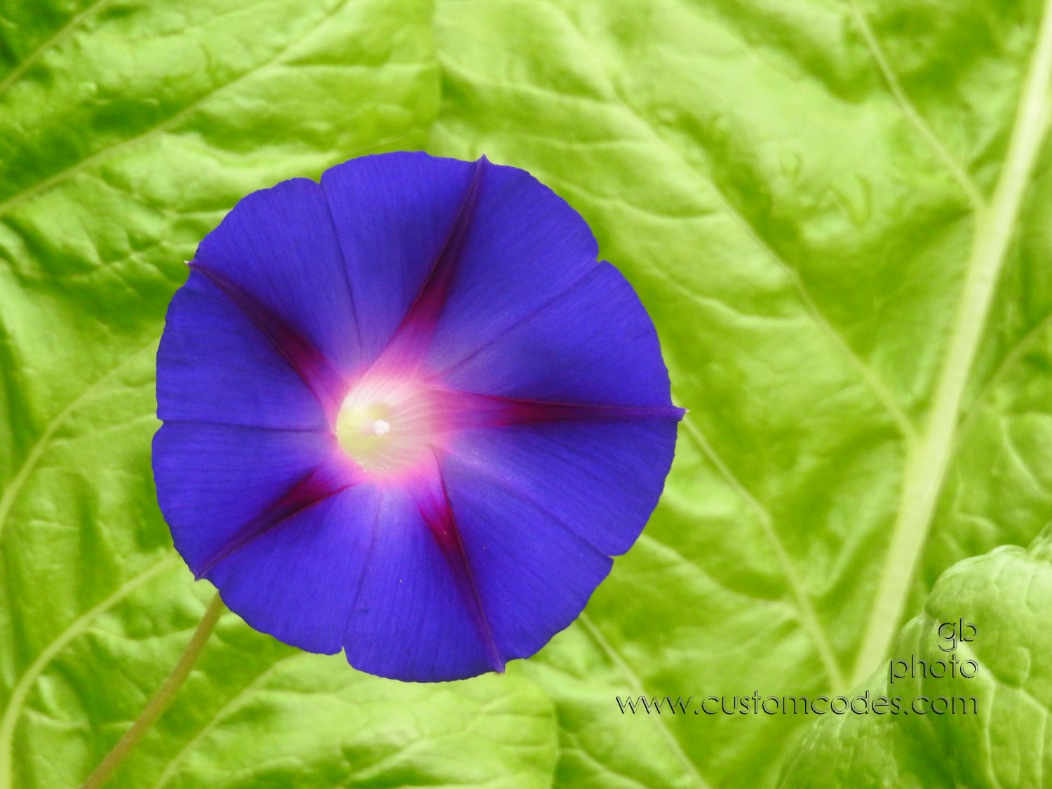MorningGlory_20210904