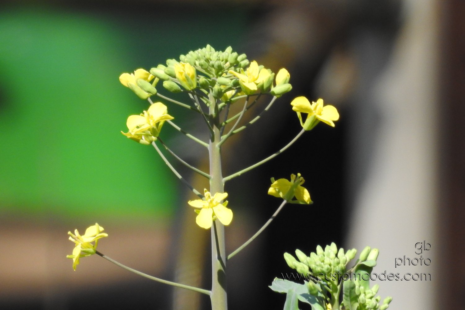 Kale_20210502