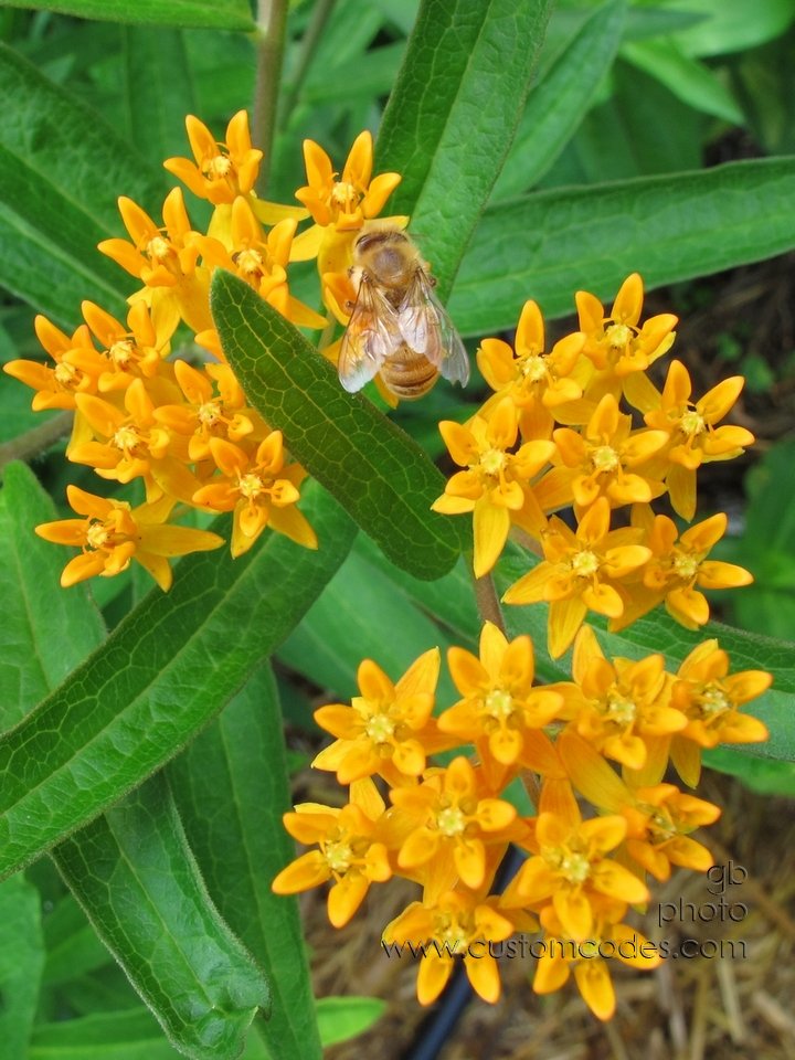 BeeOnButterflyWeed_2011_0710_2