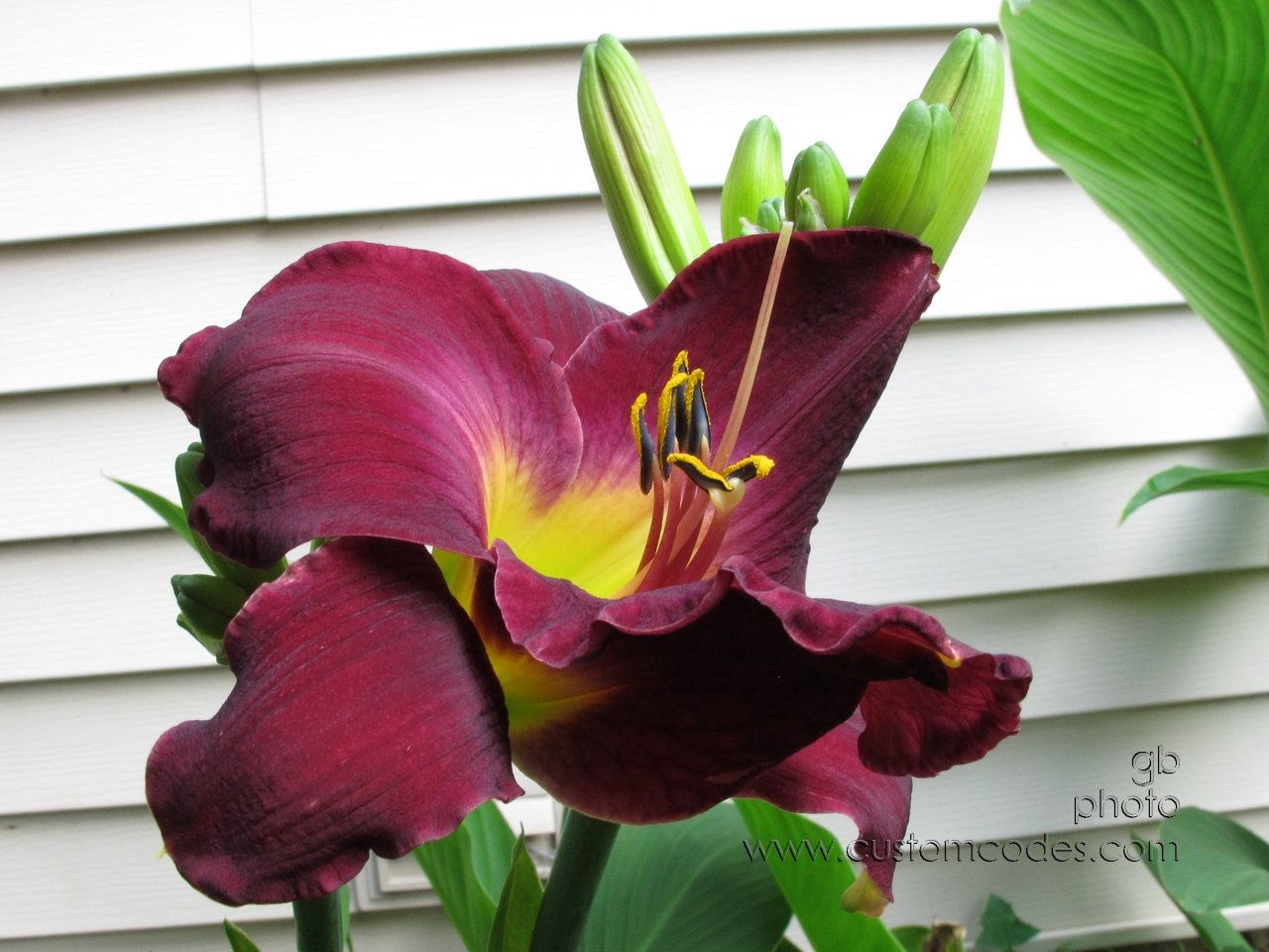 daylilly_2011_0709