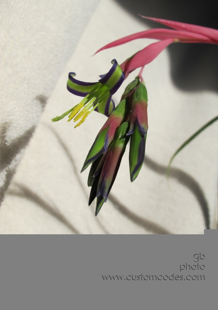 momsOrchid_2011_0109