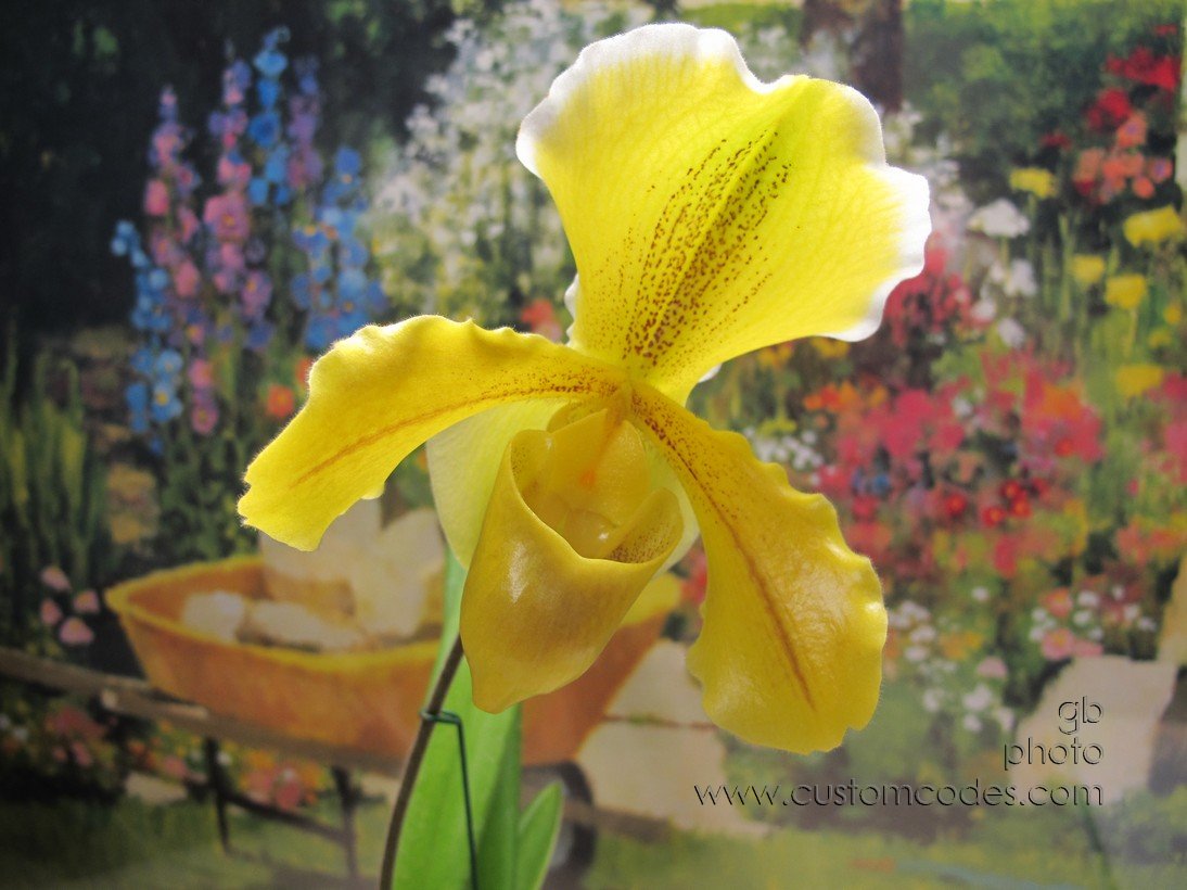 paphiopedilum