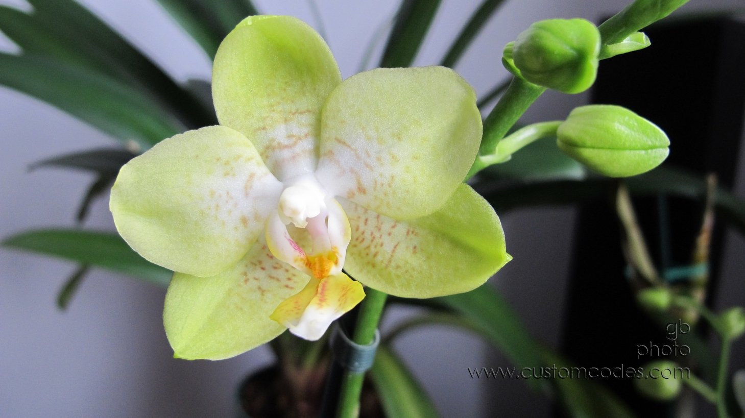 PromiseOfSpring_20110201