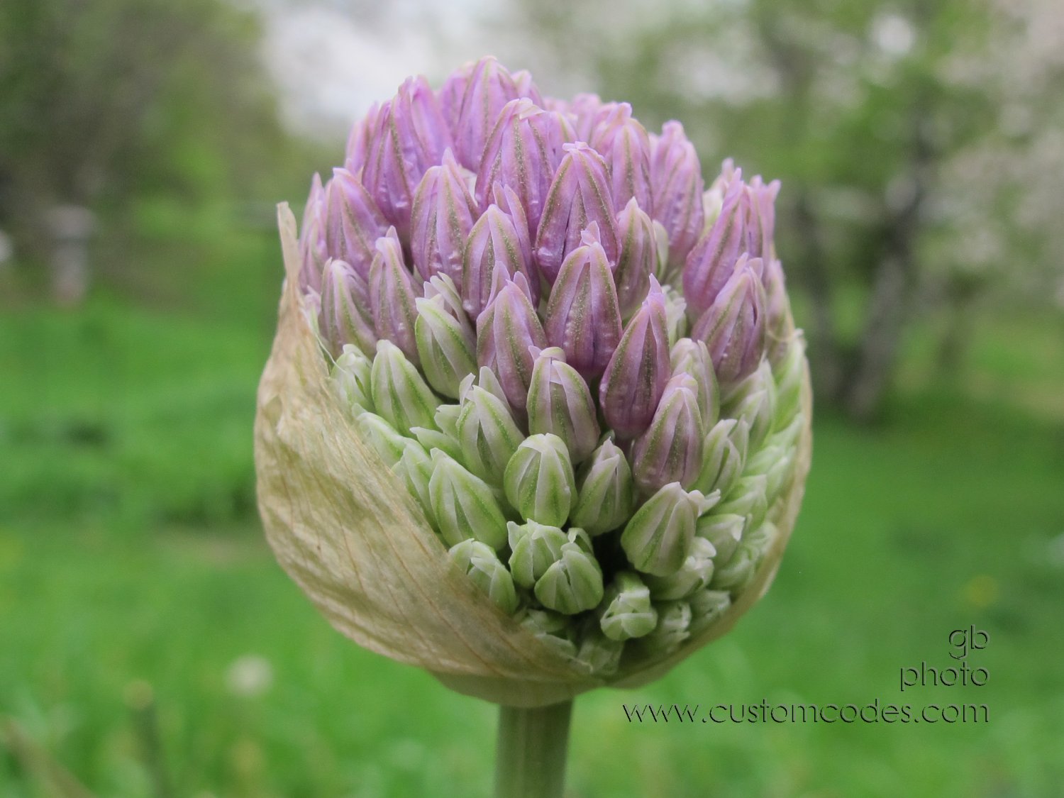 alliumBud_2011_0521