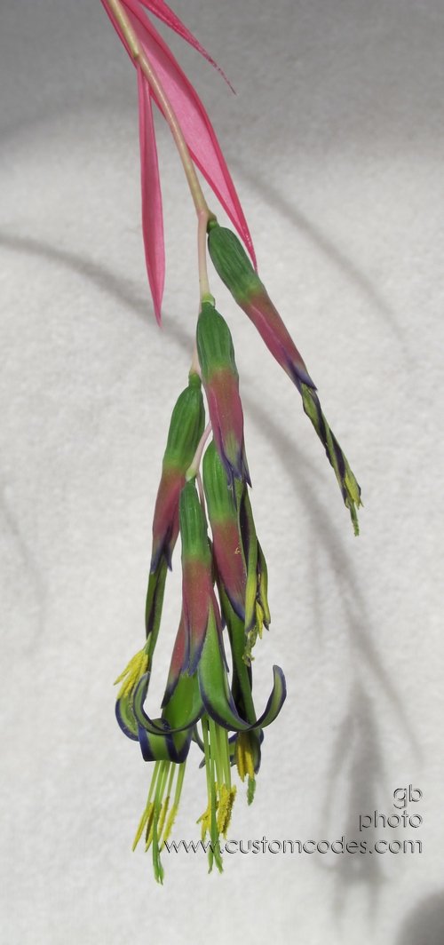 momsOrchid_1_2011_01_16