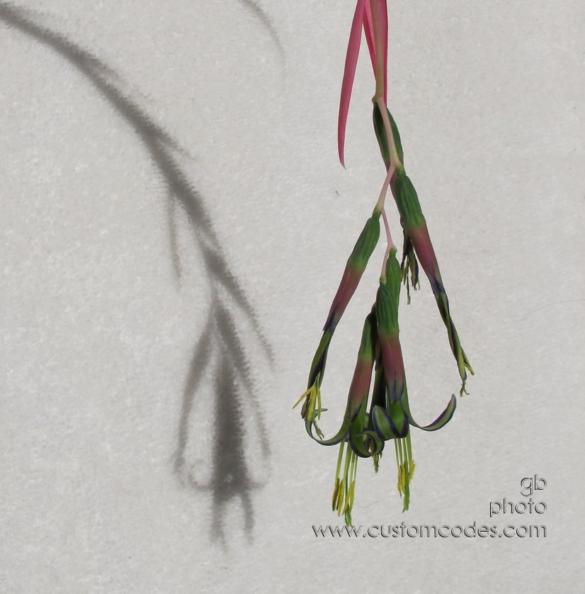 momsOrchid_3A_2011_01_16