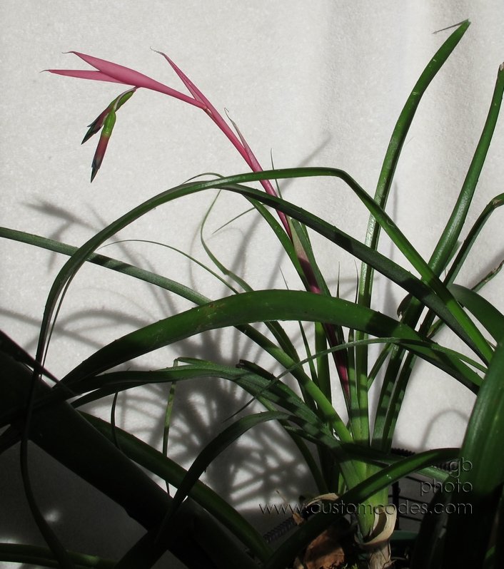 momsOrchid_2011_01_16