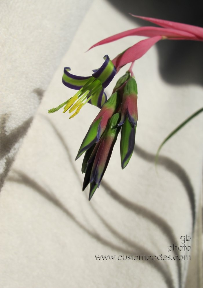 momsOrchid_2011_0109