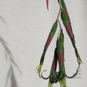 momsOrchid_2B_2011_01_16