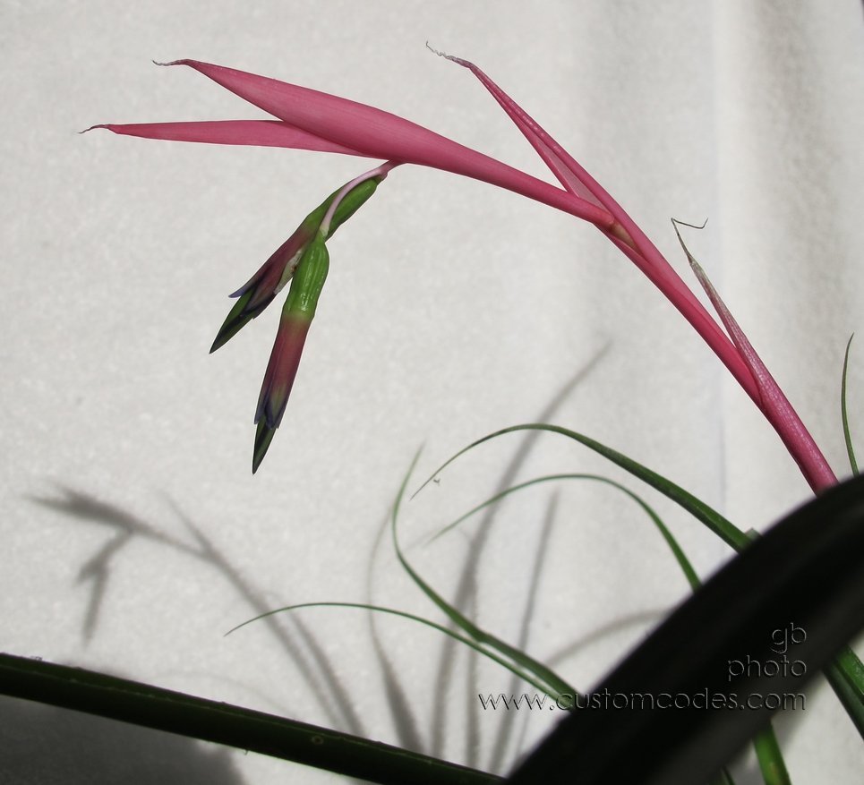 momsOrchid_5_2011_01_16