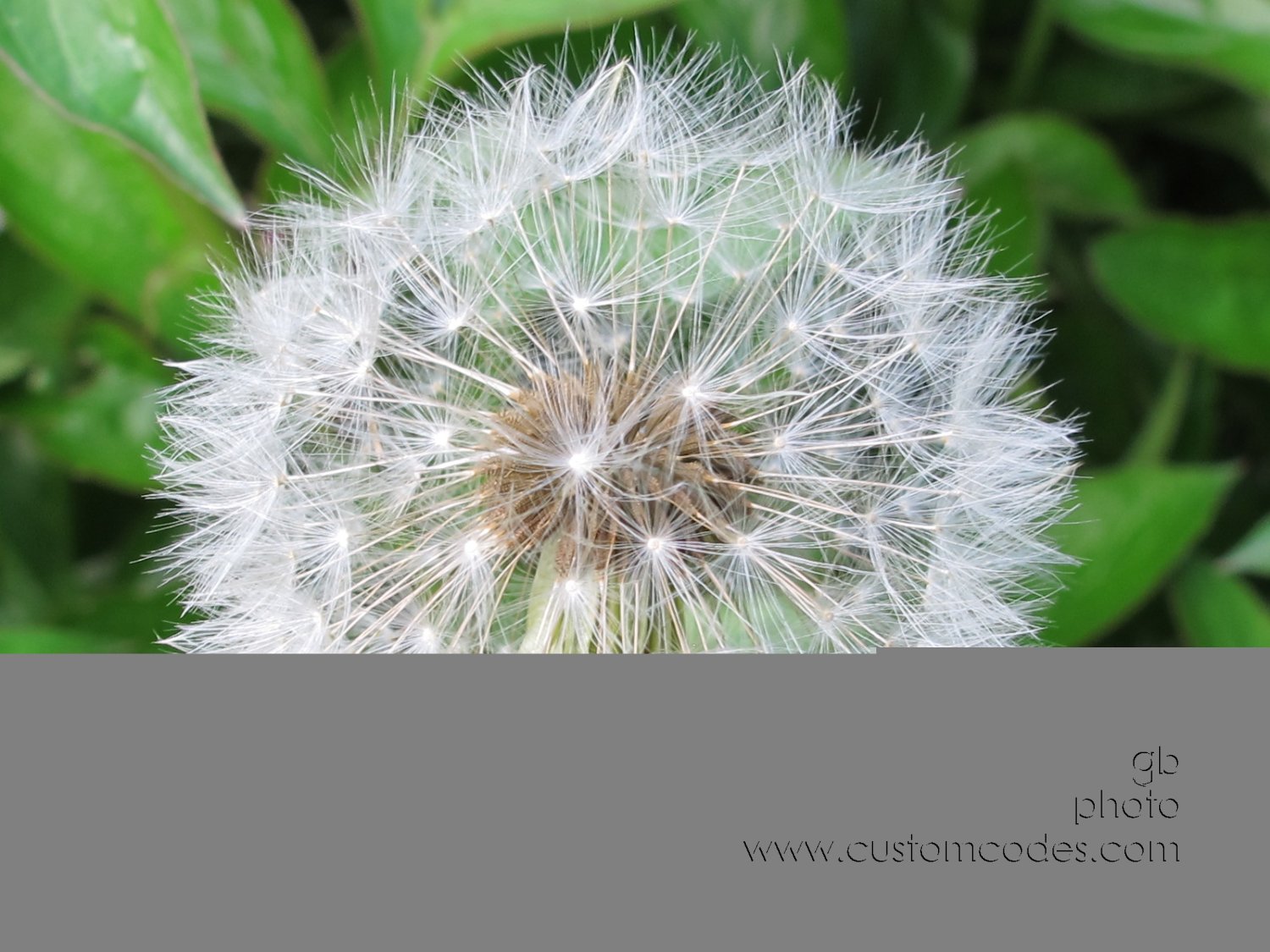 dandyFluff_2011_0522