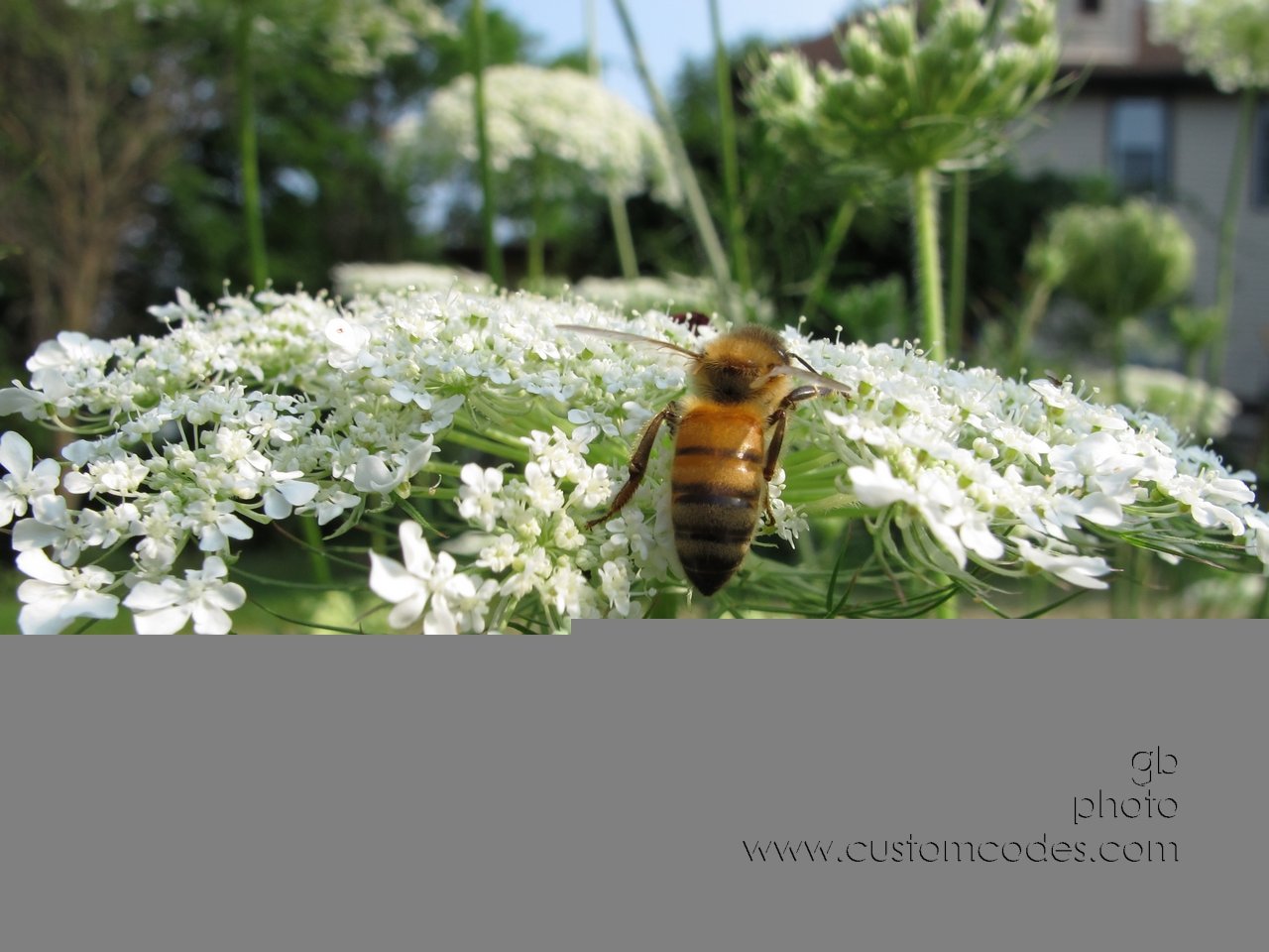 BeeOnLace_2011_0710_r