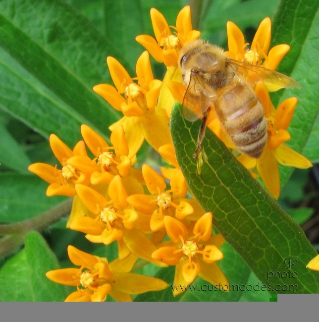 BeeOnButterflyWeed_2011_0710_3