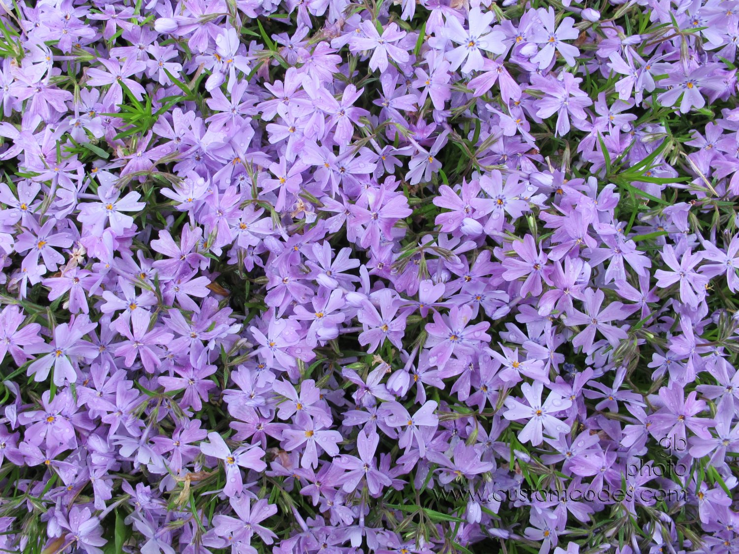 creepingPhlox_2011_0521