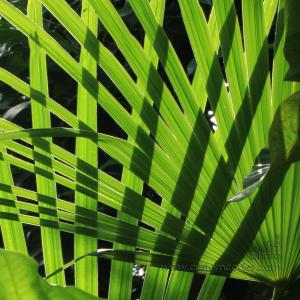 Olbrich Gardens