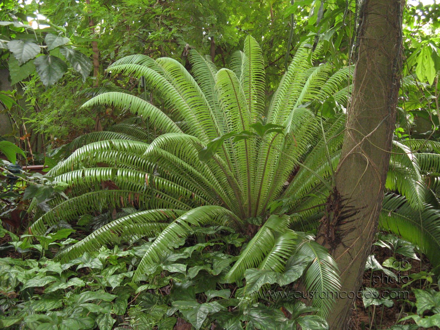ferns