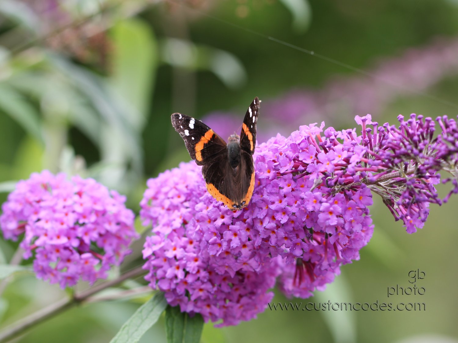 ButterflyOnButterflyBush_cr