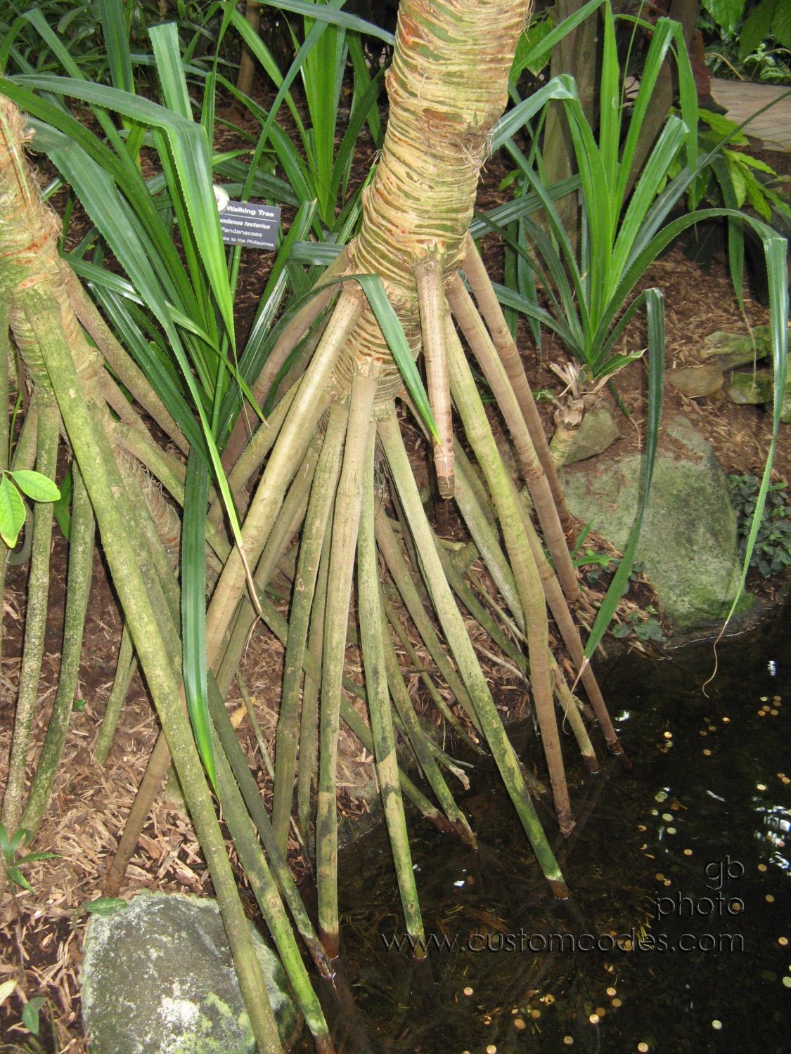 walkingTreeBottom