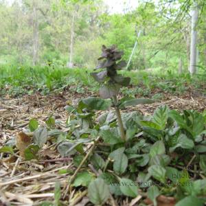 ajuga