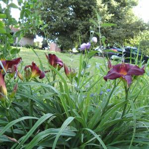 LilyAndLisianthus
