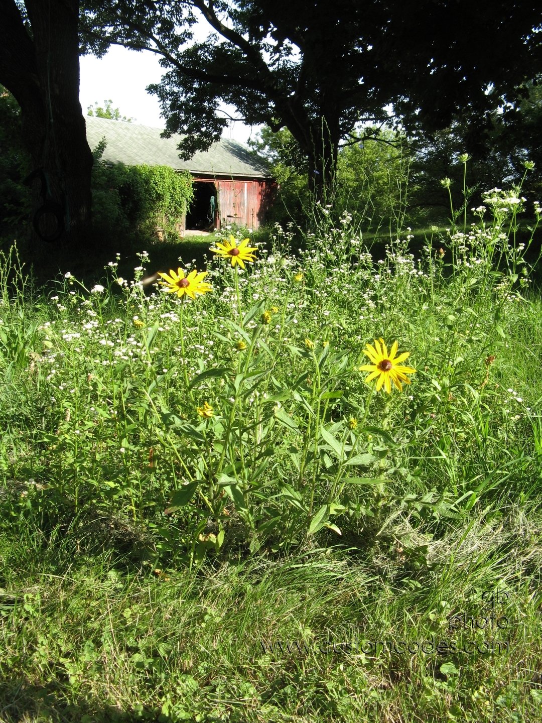 BlackEyedSusans