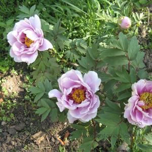 TreePeony3blossumsFromTop