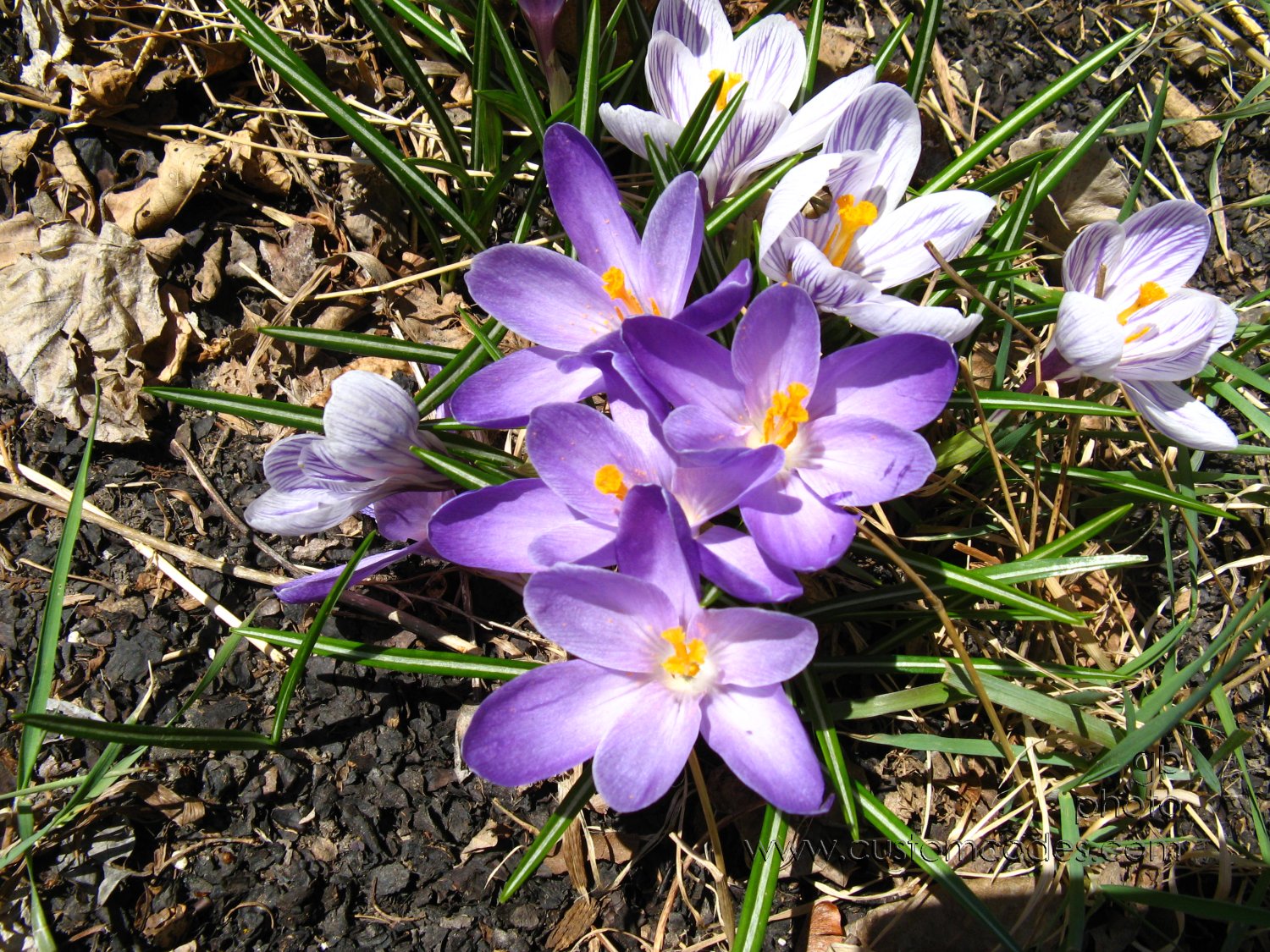 crocus