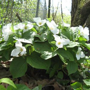trilliums