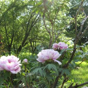 TreePeony3blossumsInaRow