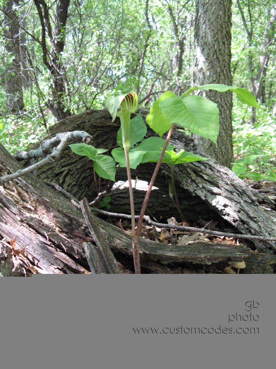 JackInThePulpitInBark090516