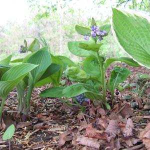 bluebellsBetweenHostas