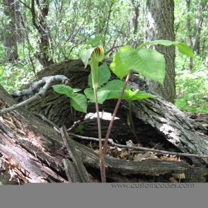 JackInThePulpitInBark090516