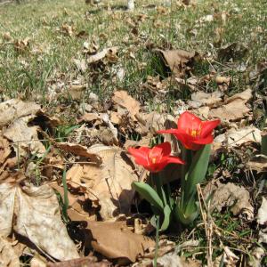 firstTulips