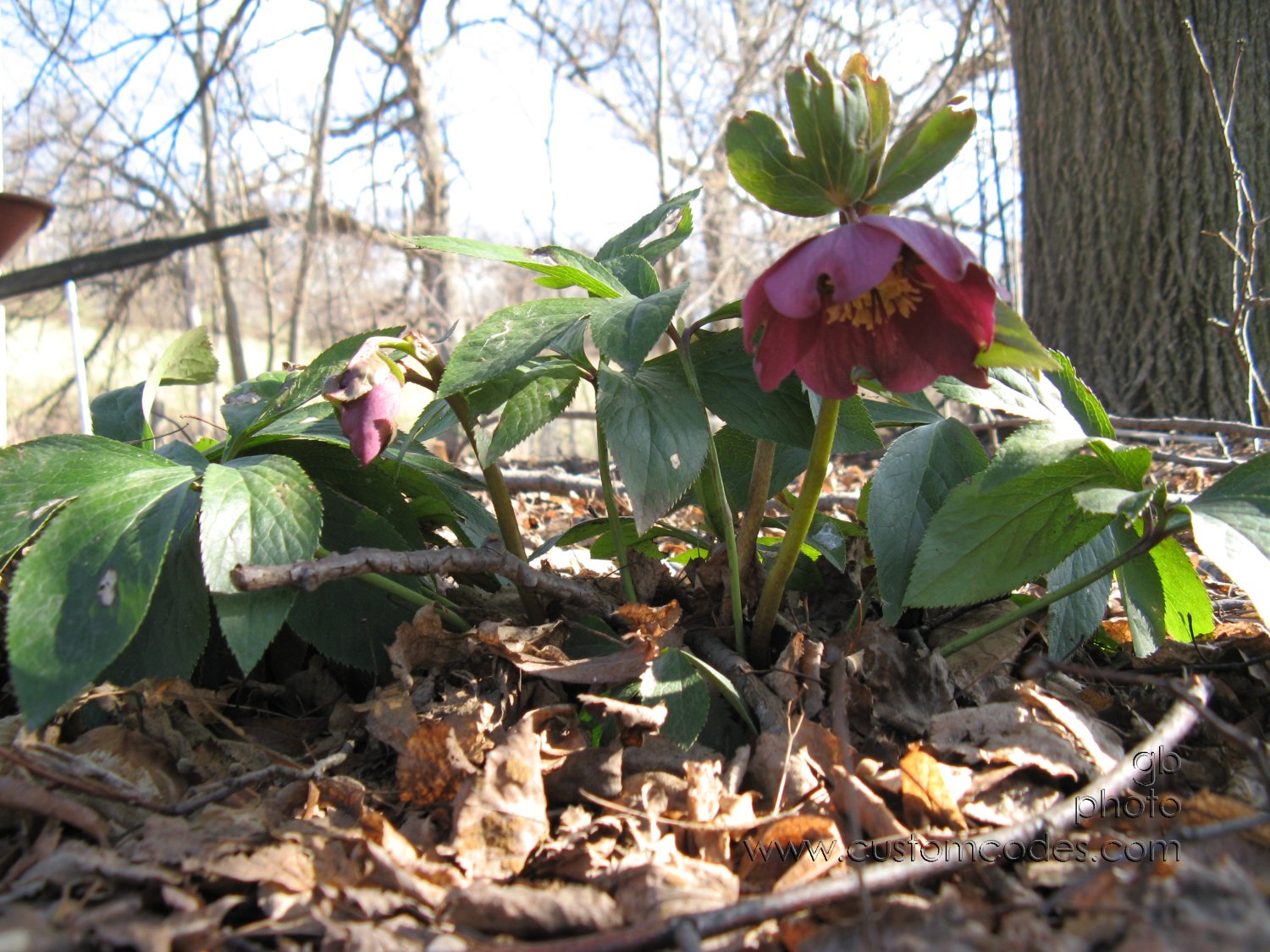 hellebore20100403