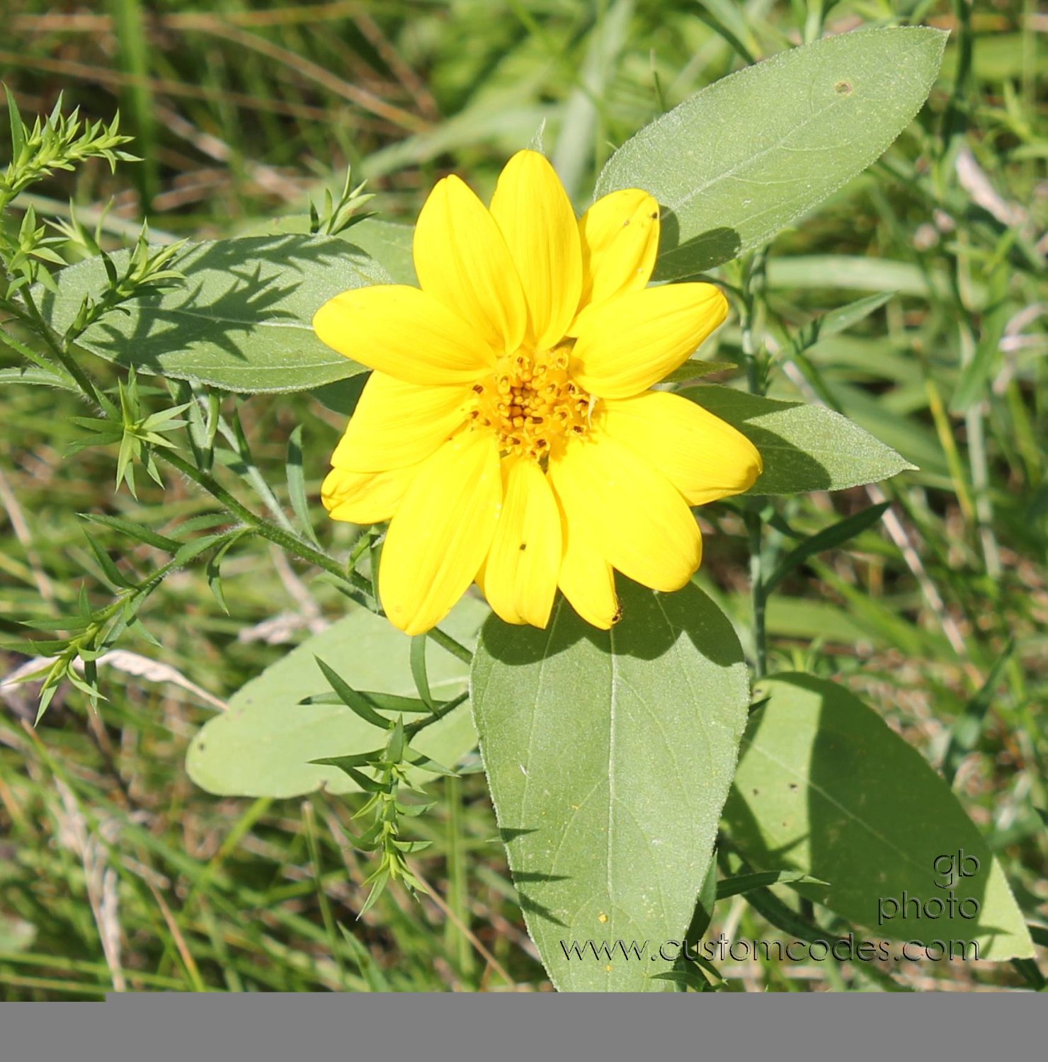 2010_07_25_YellowSomething