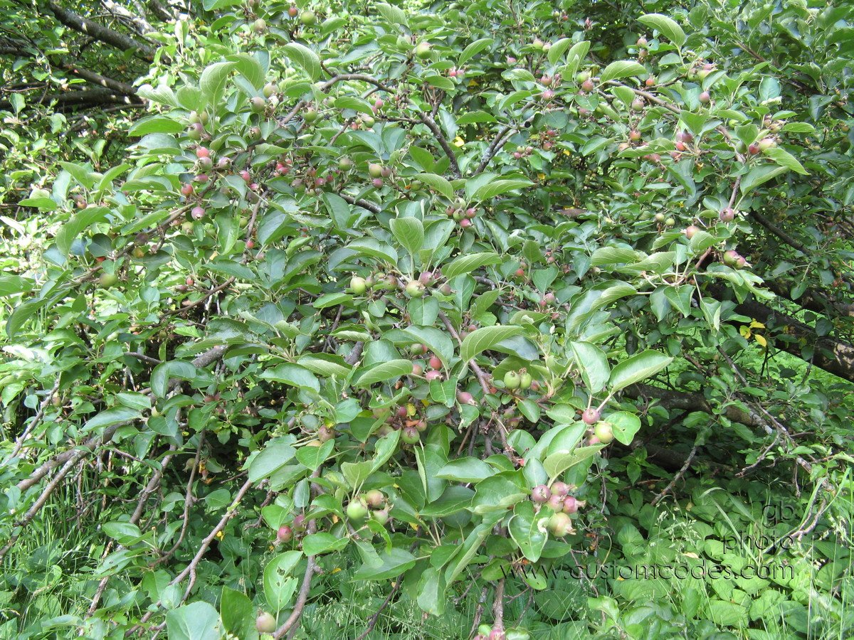 BabyDeerApples