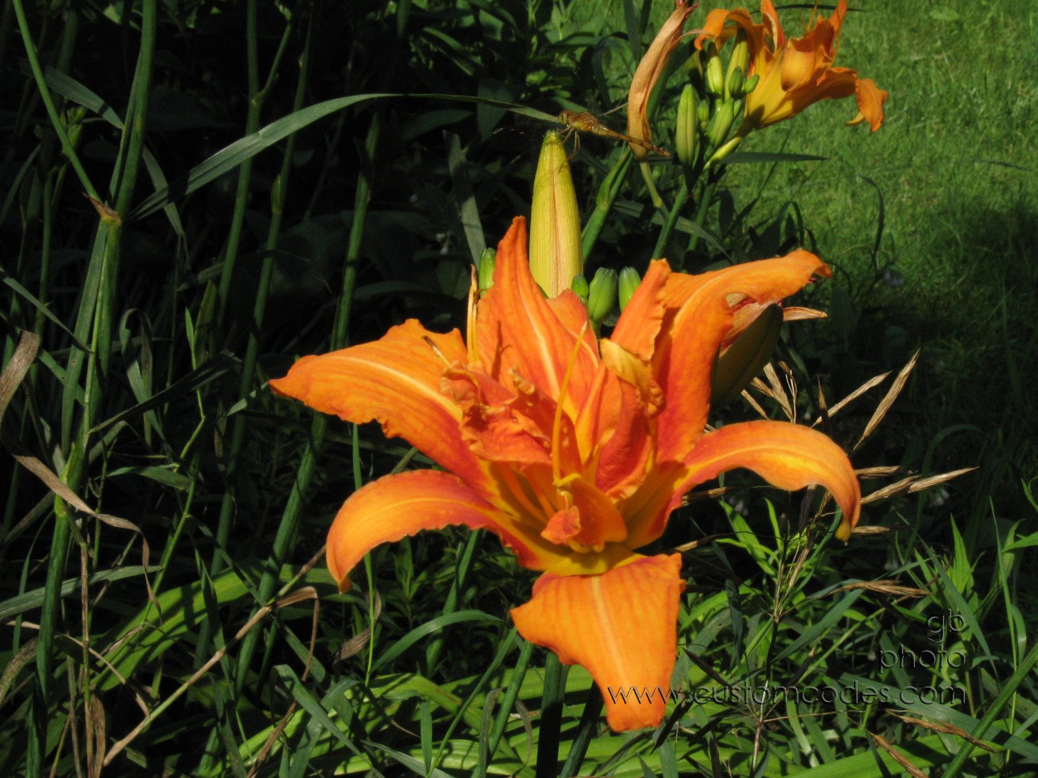20100710LillyAndDragonFly