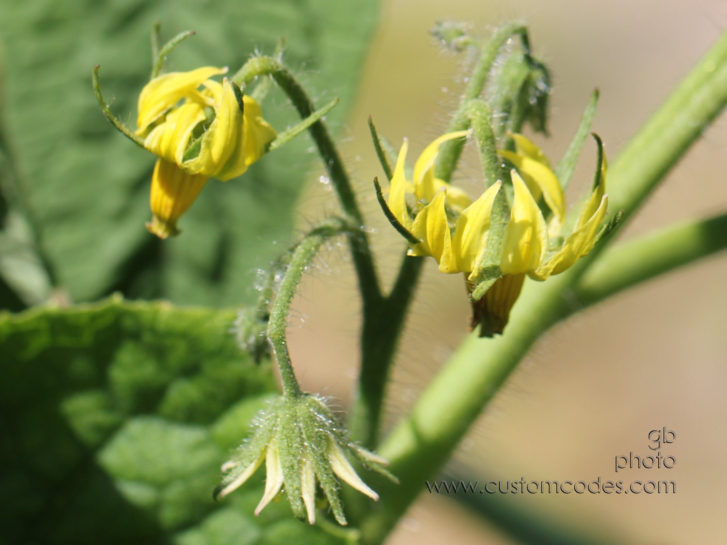 tomatoes2be_cr