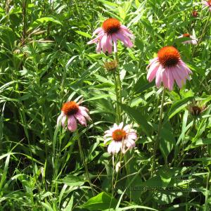 20100710BudsAndBlooms