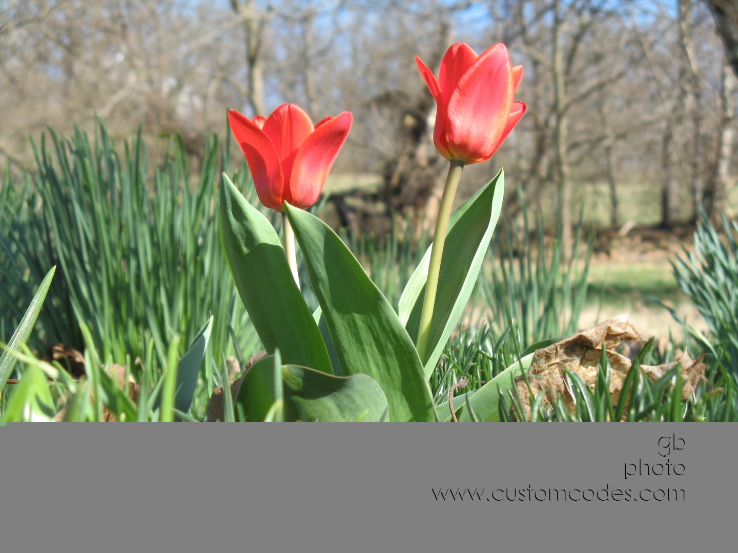 FirstTulip100403