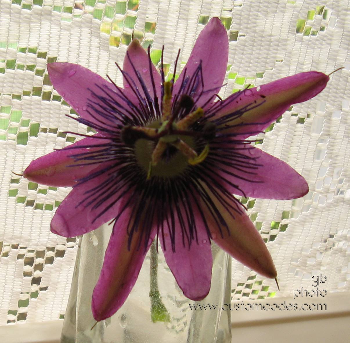 passionFlowerKitchenWindow