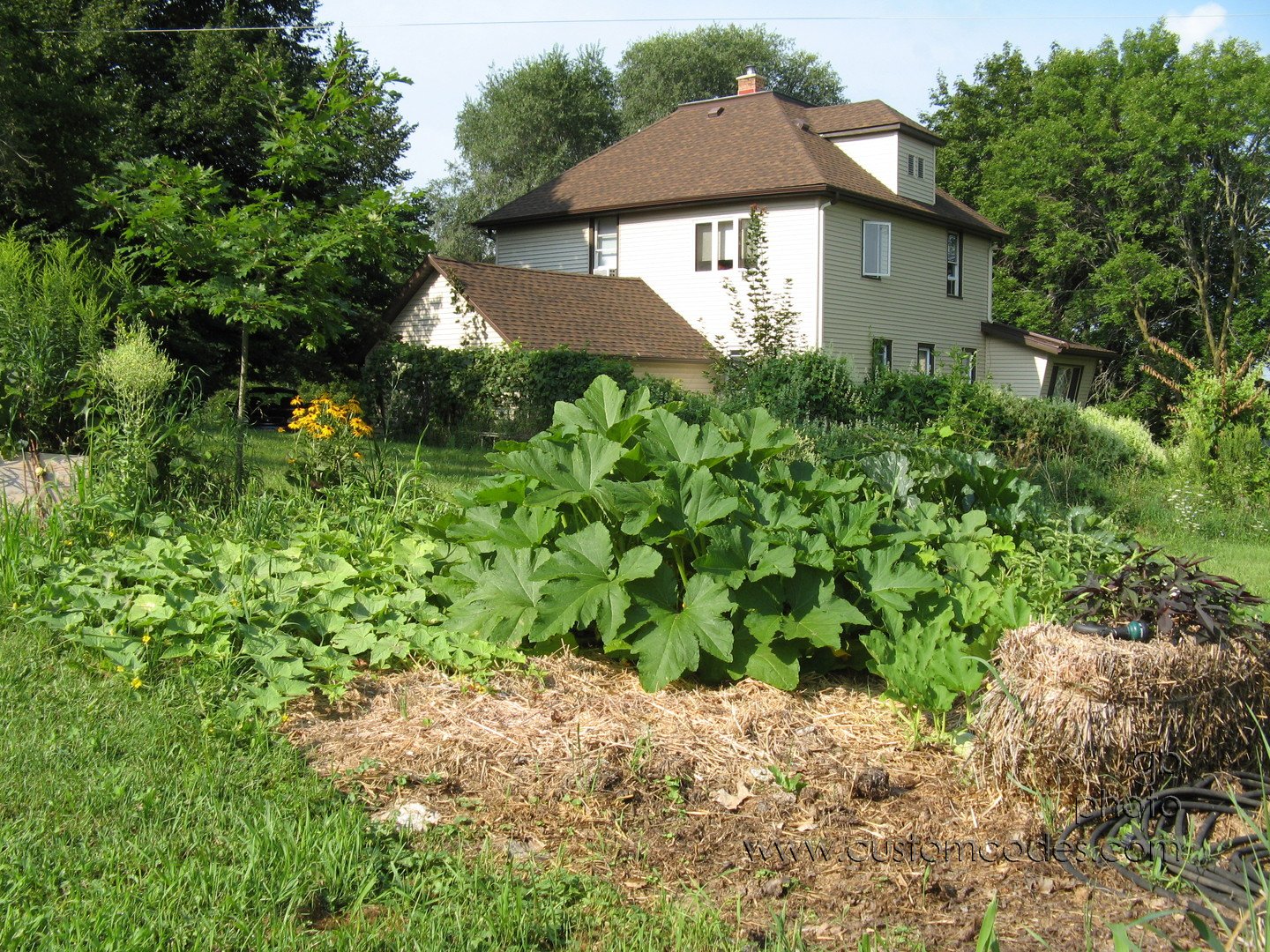 2010_08_07_OneYellowSquash