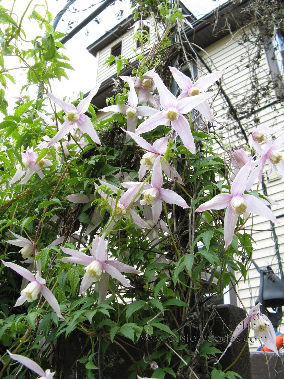 clemantisInFlower2010Vertical_1