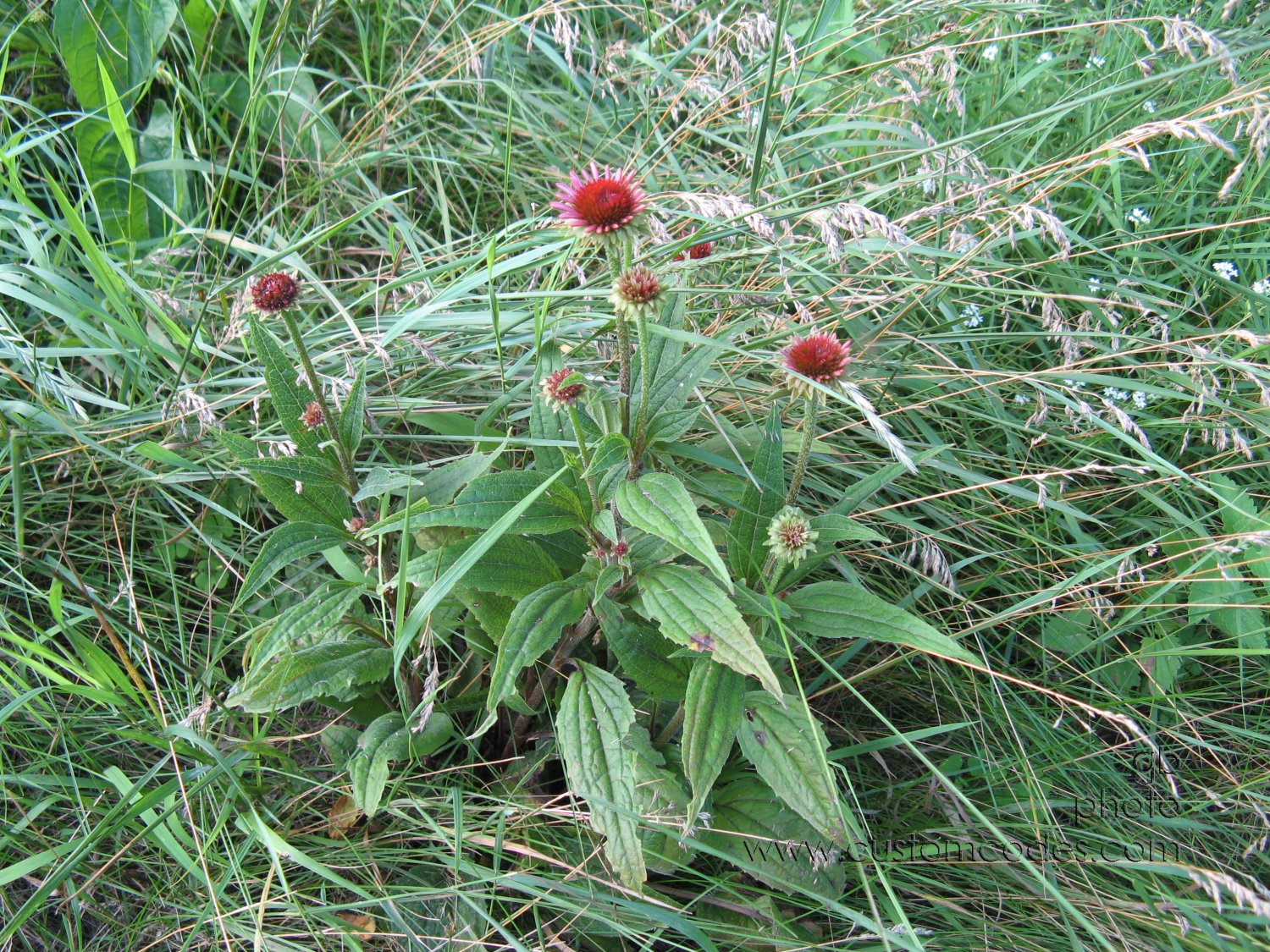20100710Escapees