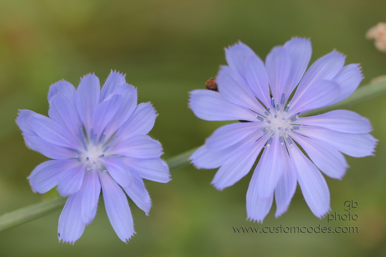 2Chicories_20100801