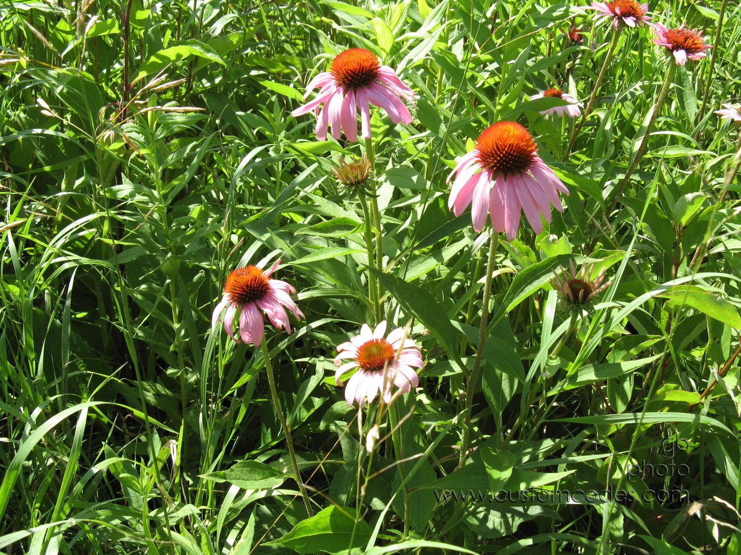 20100710BudsAndBlooms