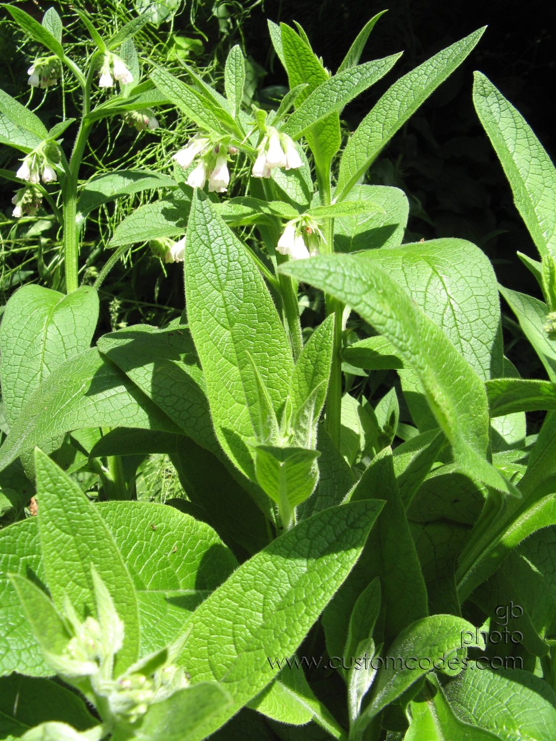 20100626_comfrey_r